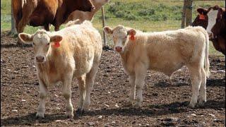 Border View Ranch - 2024 Exotic X Calves (Coronach, SK)