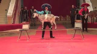 Цирковой номер - нубийские козлики. Дрессированные козы в цирке. Performing nubian goats