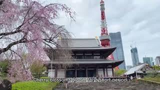 The Timeless Allure of Cherry Blossoms and Their Symbolism in Japanese Culture