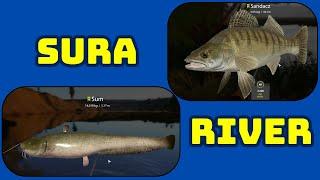 Zander Sandacz Catfish Sum  SURA RIVER | Russian Fishing 4