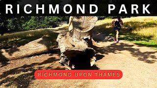 Richmond Park- London's largest royal park-  London- UK- Wild Deer- Horse riding- Hiking