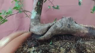 bonsai hải châu (2/5/2023) clip 253 ️️️️️ 0987180737,#haichau ,#bonsainghethuat ,#bonsaihảichâu