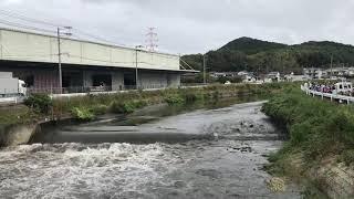 堰(せき)を倒した瞬間の様子（久原川）