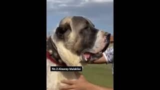 Who is Beast Kangal Vs Aksaray Malaklisi!!