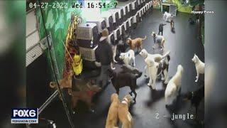 Milwaukee dog daycare takes heat over social media videos | FOX6 News Milwaukee