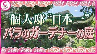 【１年に１度 大混雑する家】まるで外国！？家包む“つるバラ”　愛知・豊橋市