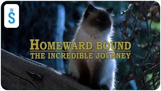 Homeward Bound: The Incredible Journey (1993) | Scene: First Night Out