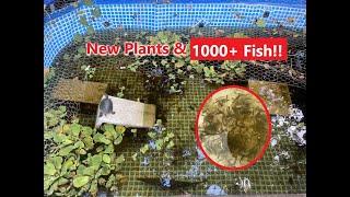 Adding 1000+ Fish To The Pool Pond!!