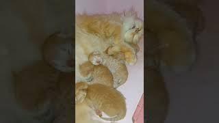 Mom cat sleeping with kittens ️ #mom #love #kitten #cat #catlover #cats #shorts #trending #viral