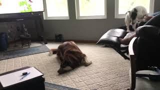 Dog howling test.