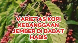 Kopi Kebanggaan Jember, Varietas Milo Pace Seluas 3 Hektar Dibabat Habis