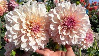 These Dahlias Are Beautiful!