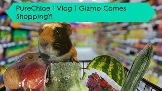 PureChloe | Vlog | Gizmo Comes Shopping!?