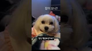 [이달의 소녀 여진] 두부의 꽃개 챌린지