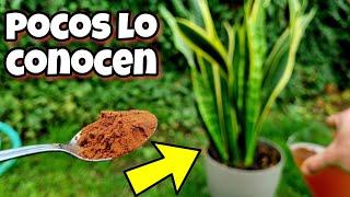  Toda PLANTA FLORECE y CRECE GRACIAS a este ABONO CASERO orgánico para huerto urbano y jardín!