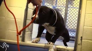 Dog Gets Adopted and Totally Loses It