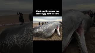 GIANT SQUID