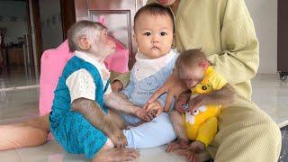 A touching encounter when monkeys SinSin and ZiZi welcome their sister GiaNhi home from the hospital