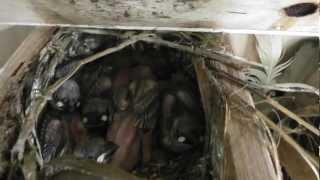 Java Sparrow Babies x 6 in nest @ Pheasantasiam