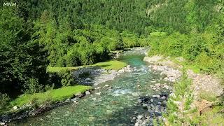 Beautiful birds chirping in the mountain forest, relaxing river flowing sound, ASMR