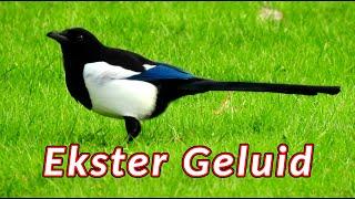 Ekster geluid - de geluiden die een ekster maakt