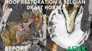 Hoof restoration a belgian draft horse.