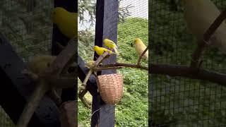 Canary Bird Singing | Birds | Bird Aviary #nature #birds #bird