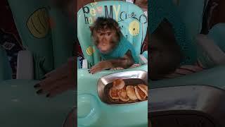 ПРОСТО УТРО ( из телеграм канала).https://t.me/monkeyhomerus Приходите#monkey#животные#питомцы#зоо