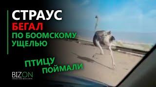 Страус бегал по Боомскому ущелью. Птицу поймали.