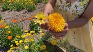 Harvesting The Best Calendula Flowers From Our Organic Farm!