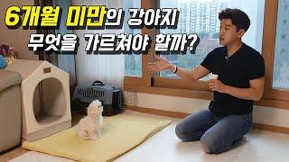 6개월 미만의 강아지 무엇을 가르쳐야 할까? (Feat. 말티즈)