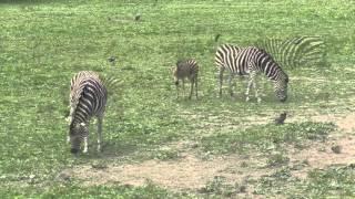 Chapman's Zebras and Foal, Newquay Zoo (27th June 2015)