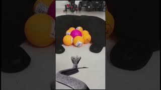 Snake vs Small balls / playing/ Come on guys#havish#cute