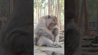 Mark #monkeys #monkeylove #shorts #animals