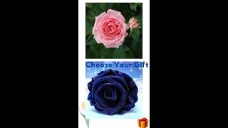 Blue rose vs Pink rose  |  Choose your gift 