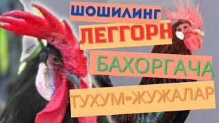 Шошилинч! Бахорги Жужа кузда тухум беради Бу Леггорн @GayratBaraka #tovuq #juja #tuxum #leggorn