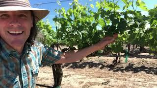 Conner Lee Vineyard merlot with Caleb Foster winemaker at J. Bookwalter Winery, Washington State