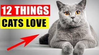 12 Things Cats Love the Most