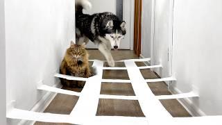 My Cat Made Fun of Me! Dogs And Cats Go Through a Maze