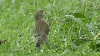 Carduelis chloris Grünfink 180612n005