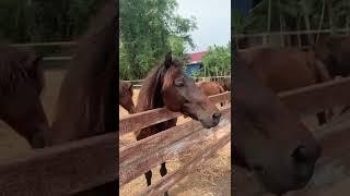 Horse so cute #zoo #animals