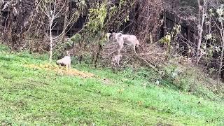 Quilla and pups in artichoke
