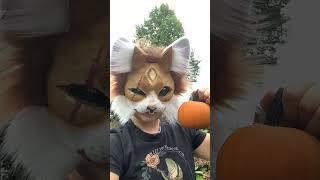 PUMPKIN #furry #costume #antizoo #fursuit #quadrobics #Halloween #Fall