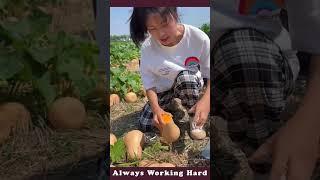 The Process Of Cutting A Pumpkin | Good Tools And Machinery Make Work Easy