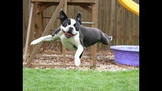 Funniest Boston Terrier Videos Compilation 2017 - Funny Dogs Video