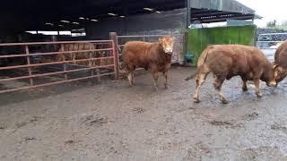 Limousin bulls 1