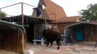 BISON DOES THE ICE BUCKET CHALLENGE