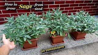 Growing Sage from Seed in Pots - Step by Step