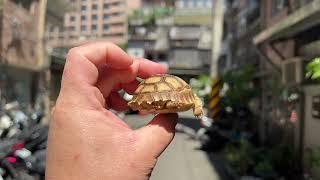 悠悠水族兩棲爬蟲～原裝進口高質量蘇卡達陸續上線啦～編號０２８～