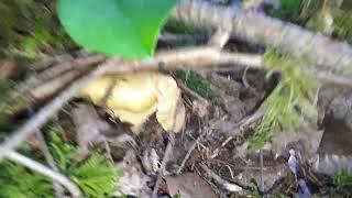 chanterelle honey hole near Mission BC